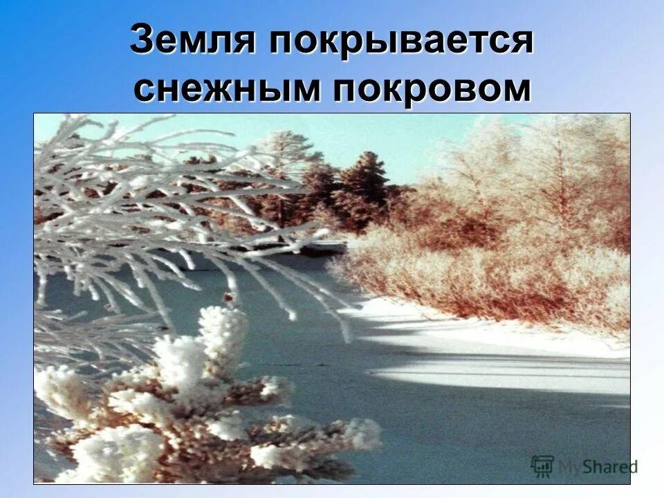 Зачем земле снег. Явления природы зимой. Сезонные явления в природе зимой. Зимние явления для детей. Зимние явления в живой природе.