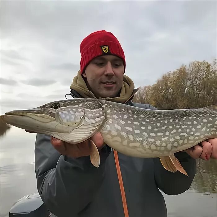 Купить щуку астрахань. Щука Астрахань. Щука Астраханская. Щука на Волге. Самая большая щука в Волге.