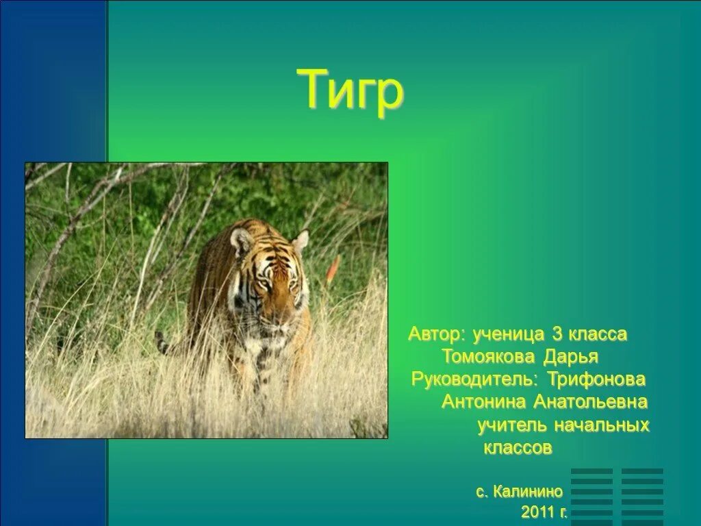 Тигр сообщение 3 класс окружающий. Тигр презентация 3 класс. тигр доклад 3 класс окружающий мир. проект о животных 3 класс окружающий мир тигре. презентация о тигре 3 класс окружающий мир.