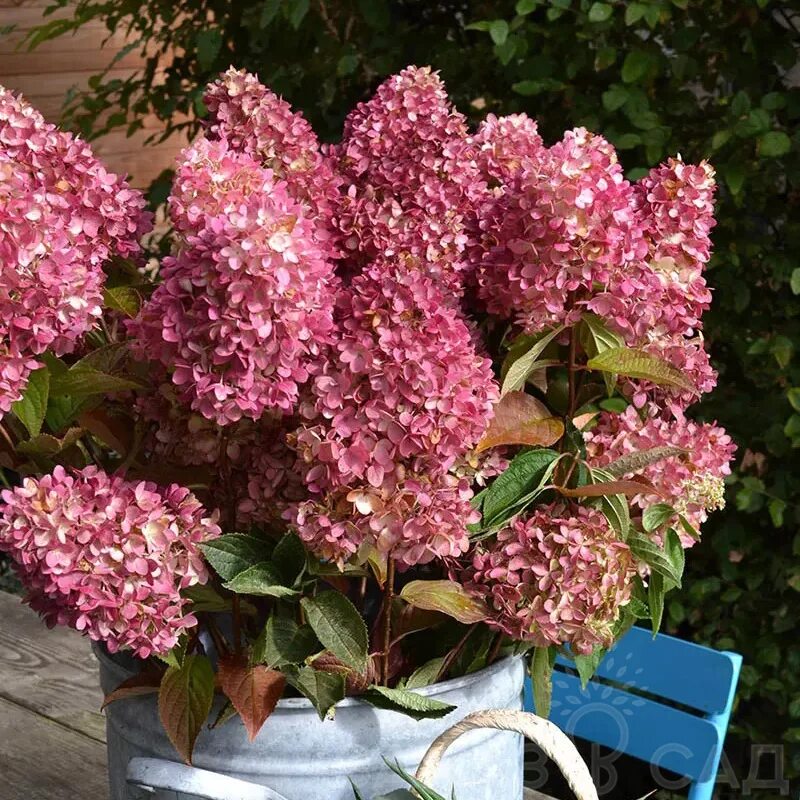 Купить Гортензия метельчатая FireLight - Гортензия - GardenPlants