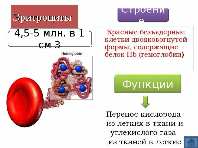 Строение эритроцита человека. Эритроциты красные безъядерные клетки. Эритроциты красные безъядерные клетки двояковогнутой формы. Эритроциты строение клетки. Двояковогнутая форма эритроцитов.