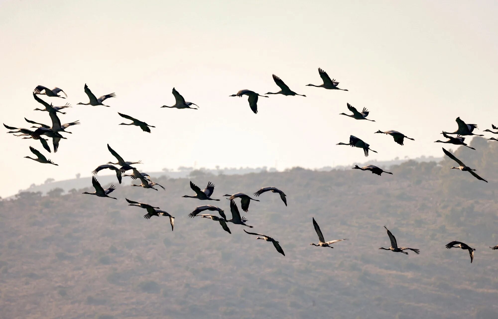 Перелетные птицы в Израиле. Птицы Израиля. Птицы Израиля фото. Миграция птиц в Израиле.