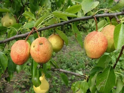 Сорт груши киргизская