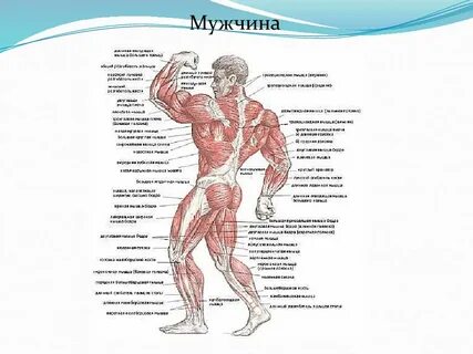 Биологическая физическая культура