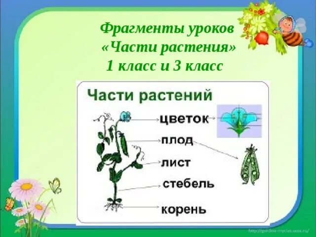 Растения первый класс