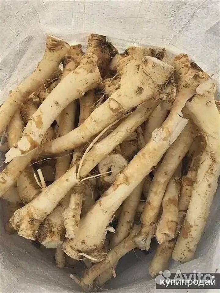Горный хрен. Корень хрена. Хрен мытый. Хрен корнеплод. Продам корни хрена.