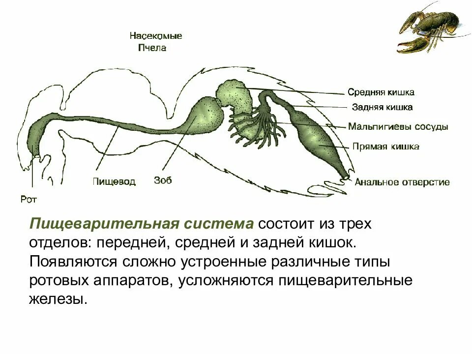 Особенности строения пищеварительной системы ракообразных