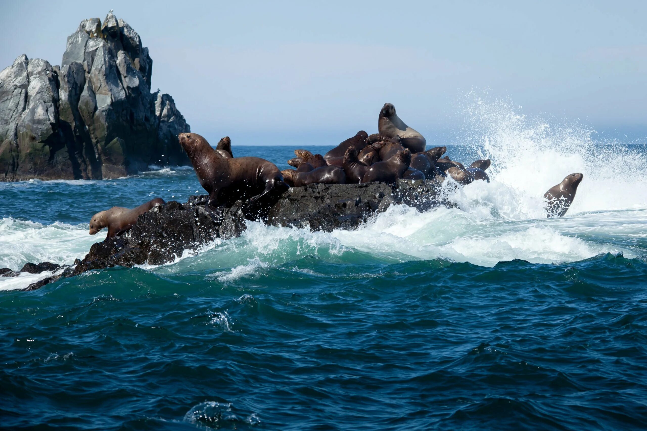 Unique kamchatka. Камчатка Трэвел групп. Бухта русская фауна. Поход в бухту русская.