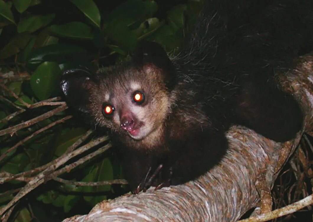 Мадагаскарский лемур руконожка. Руконожка ай-ай. Ай-ай (Daubentonia madagascariensis). Руконожка Мадагаскарская или ай-ай. Ай ай ай словно дикая