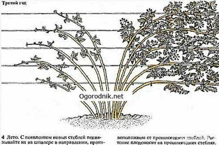 Обрезанный куст ежевики. Формировка куста ежевики. Обрезка бесшипной ежевики. Ежевика Торнфри обрезка. Как ухаживать за ежевикой весной