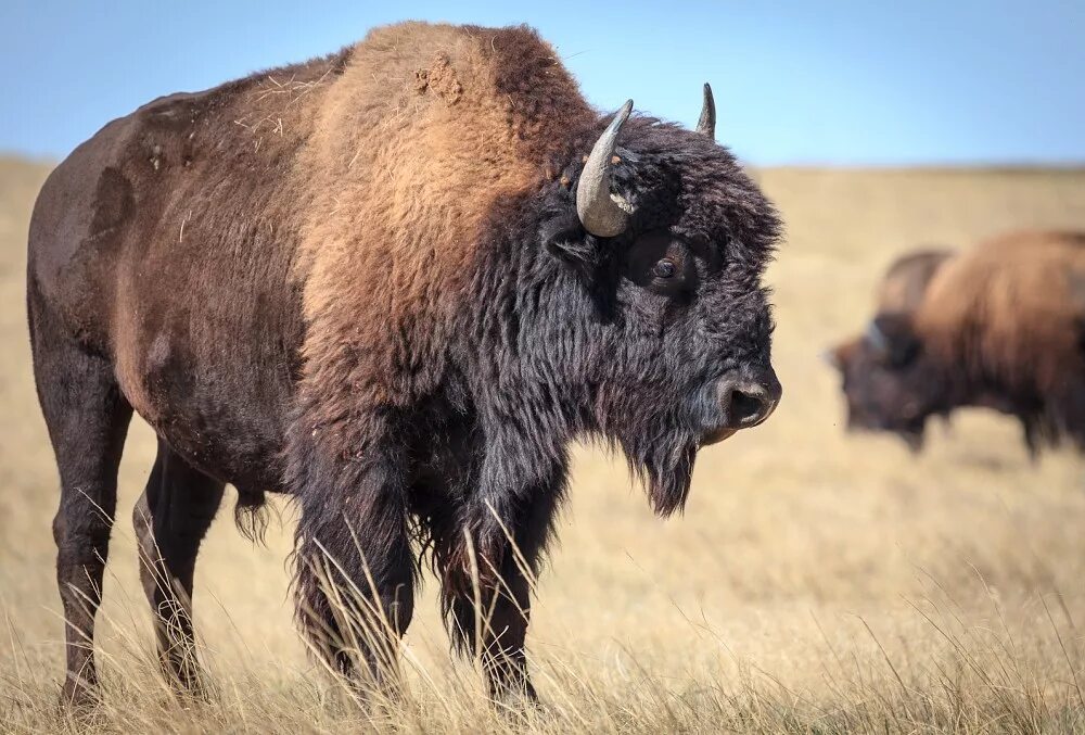 Лесной Бизон (в Канаде) (Bison Bison athabascae). Бизонарий Тымпынай. Буотама бизонарий. Среда обитания бизонов. Толпа бизонов сканворд