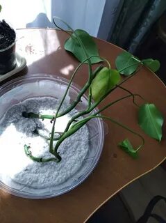Укоренение монстеры черенками