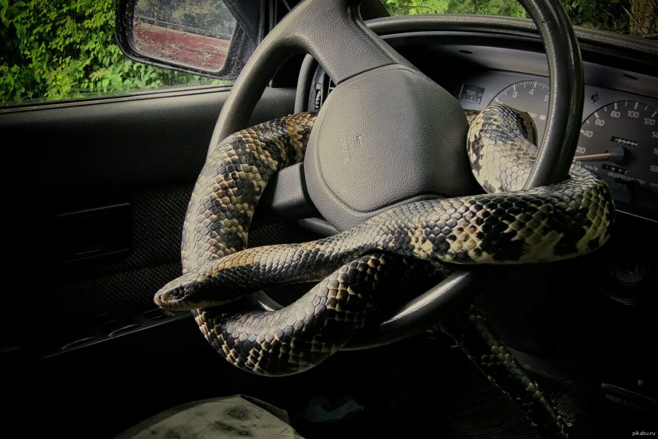 Сон змея обвивает. Авто змея. Змей на машине. Змея за рулем. Змеиный автомобиль.