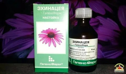 Эхинацея ударение