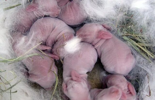 Новорождённые крольчата.