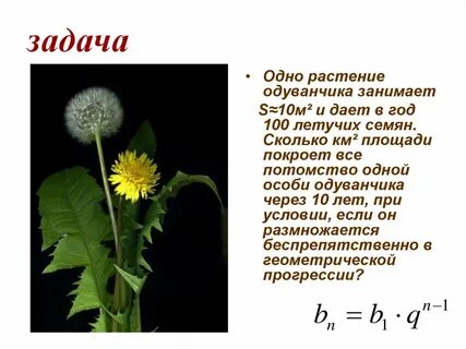 Задание одуванчики
