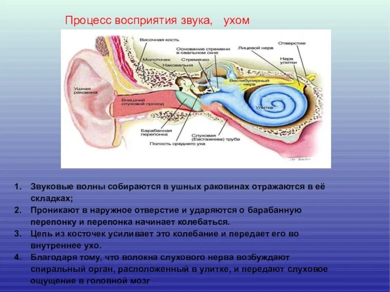 Процесс восприятия звука ухом человека. Строение уха передача звука. Схема механизм восприятия звука слуховым анализатором. Схема восприятие ухом звуков.