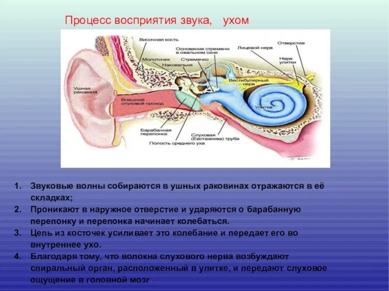 Процесс восприятия звука ухом человека. Строение уха передача звука. Опишите процесс восприятия звука кратко. Схема механизм восприятия звука слуховым анализатором. Система слухового восприятия