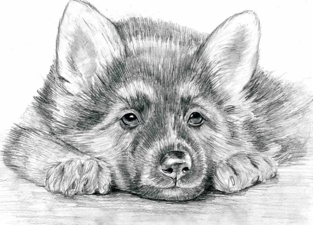 Включи рисунки животных. Рисунки карандашом. красивые рисунки карандашом. рисунки карандашом животные. красивыи рисуни каранда.