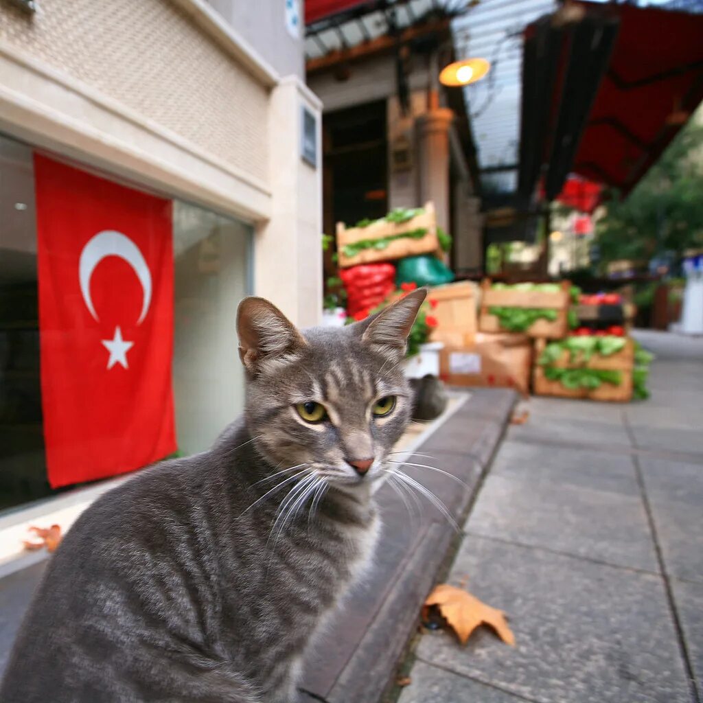 Turkey cats. Стамбул кошачий город. Турецкие кошки уличные. Город кошек. Кушка город.