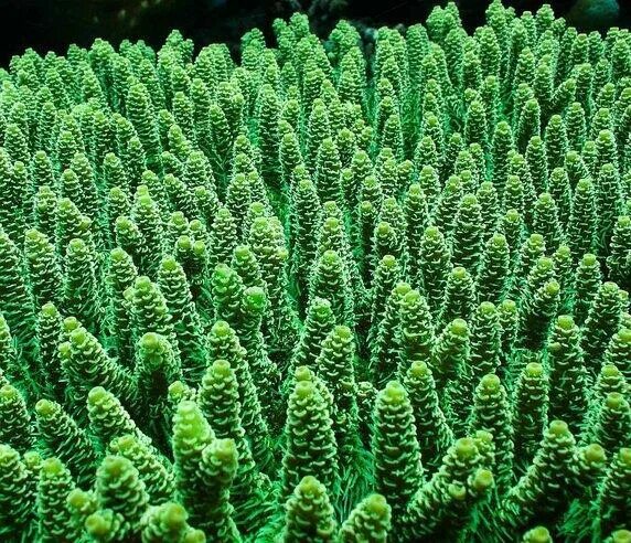 Зеленые кораллы фото Free Stock Photo 1326-frogspawn_green_branching_coral0684.JPG freeimageslive