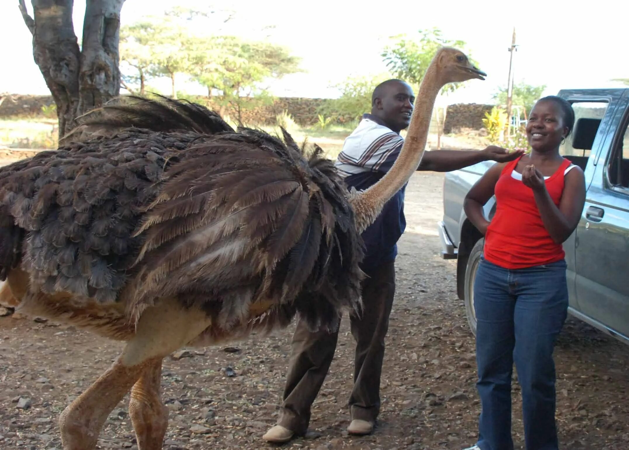 Африканский страус рост. Эпиорнис мадагаскарский. Африканский страус и человек. Самый крупный страус