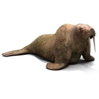 Моржи 3