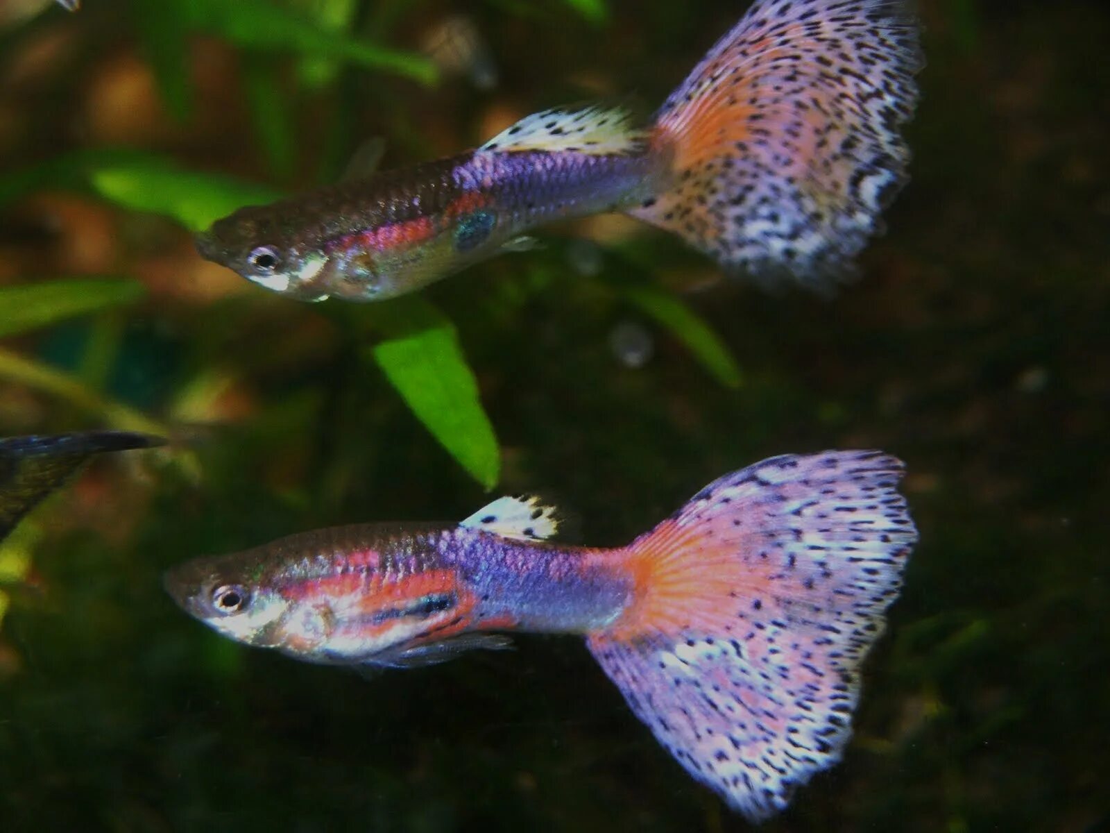 Как рожают гуппи в аквариуме. Дикие гуппи. гуппи пестрый (guppy variegated). гуппи магента. дакота гуппи.