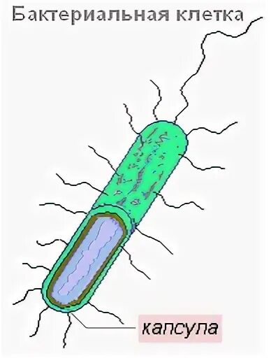 Капсула бактериальной клетки. Слизистая капсула бактерий. Строение капсулы бактерий. Микрокапсула бактериальной клетки. Слизистый слой бактерий