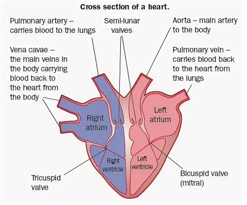 Сердце биология тест. Сердце биология. Диаграмма сердце животные. Shunt lung. Heart diagram GCSE.