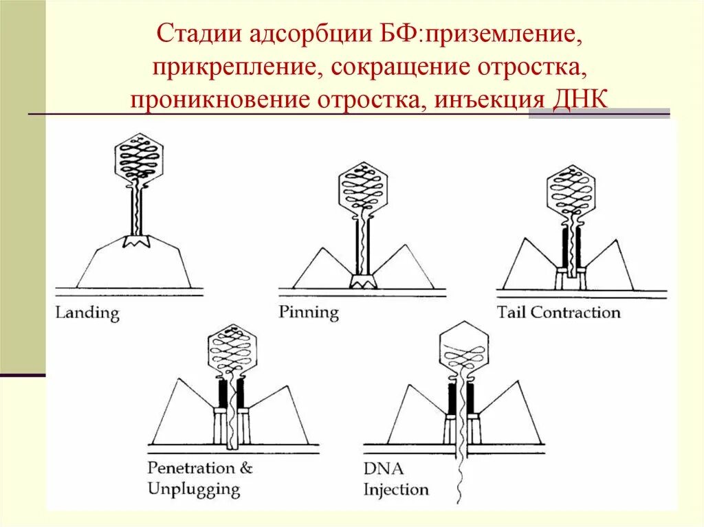 Жизненный цикл бактериофага схема. Строение и жизненный цикл бактериофага. Строение бактериофага. Размножение бактериофага кратко. Адсорбция вируса