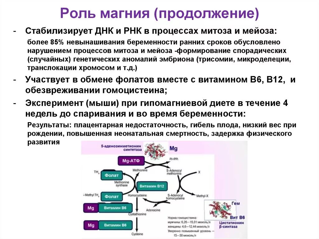 Матричная атф. Биохимическая роль магния. Роль магния в организме человека биохимия. Функции магния. Роль ионов магния.