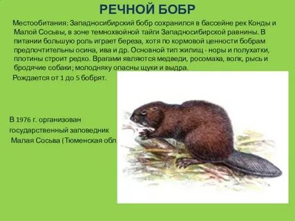 Бобер в красной книге