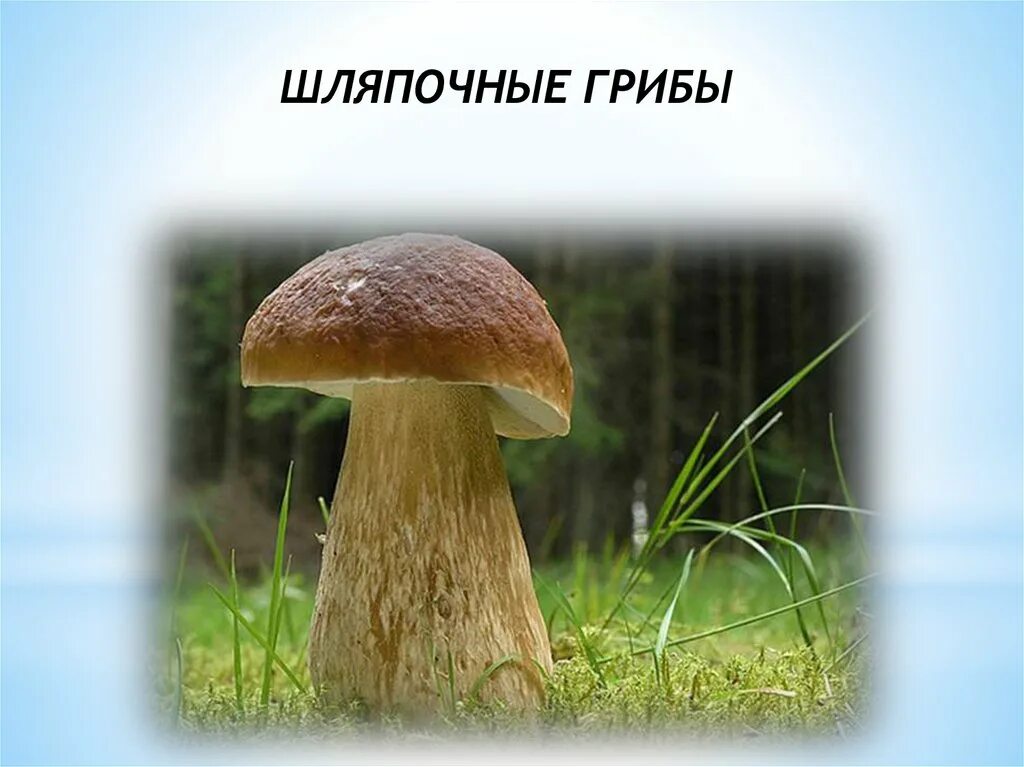 3 примера шляпочных грибов. Шляпочные. Все Шляпочные грибы. Плесневые и Шляпочные грибы. Картинки шляпочных грибов.