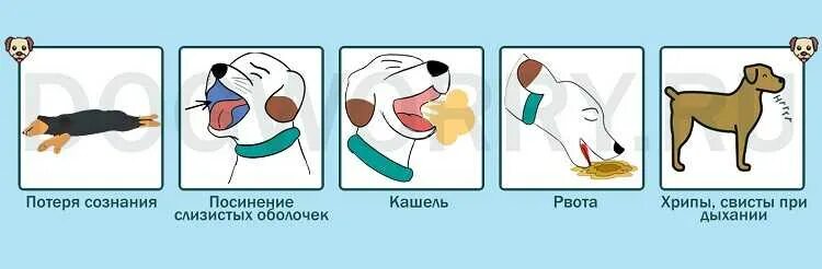 Собака часто дышит и трясется. Собака дышит. Собака подавилась и кашляет. Что делать когда собака подавилась.