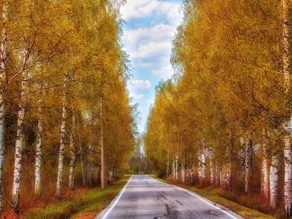 Дорога роща
