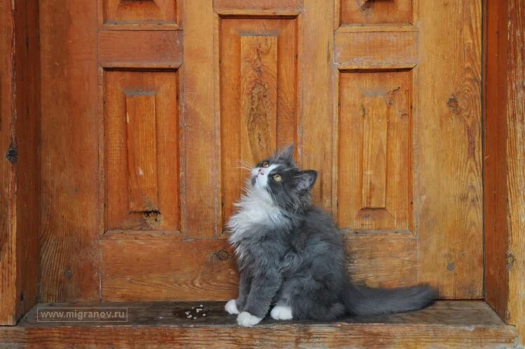 Запирайте дверь в квартире. Под дверью. Кот возле двери. Котенок у двери. Кот на пороге.