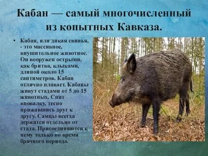 Сообщение о диком