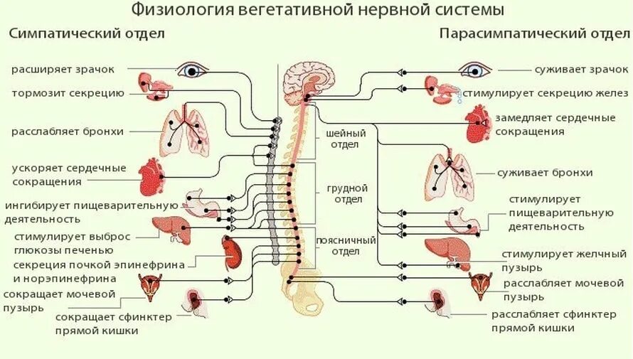 Действия симпатического и парасимпатического отделов. Симпатический отдел вегетативной нервной системы схема. Парасимпатическая вегетативная нервная система схема. Строение вегетативной нервной системы схема физиология. Схема строения симпатической части вегетативной нервной системы.