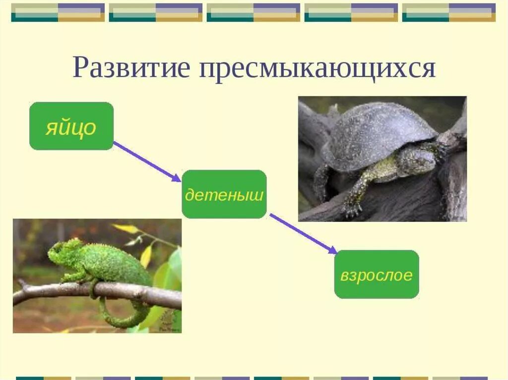 Где развиваются пресмыкающиеся. Развитие пресмыкающихся. этапы развития пресмыкающихся. развитие пресмыкающихс. класс пресмыкающиеся.