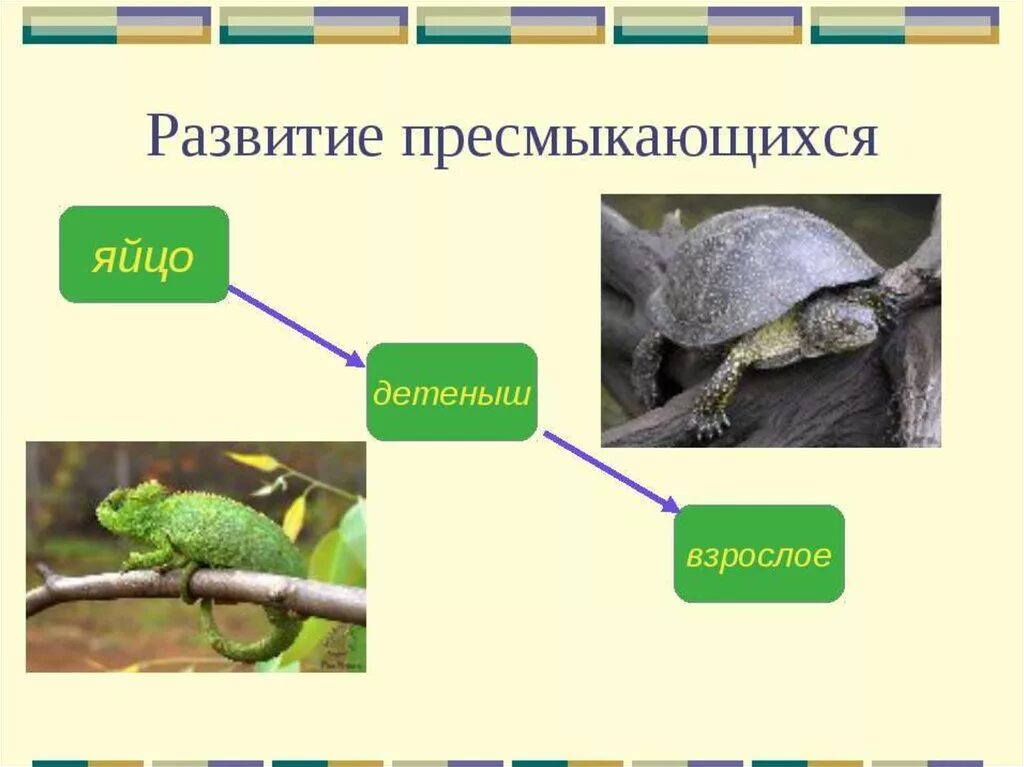 Для пресмыкающихся характерно размножение. Развитие пресмыкающихся. Этапы развития пресмыкающихся. Пресмыкающиеся размножение и развитие. Класс пресмыкающиеся.