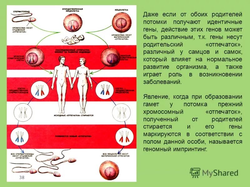 Оба родителя. Обоих родителей или. Обеих родителей или обоих родителей. Содержит геном обоих родителей.