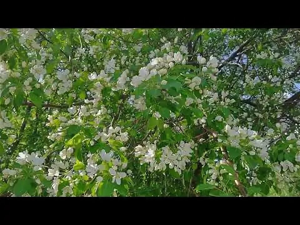 Где яблоня цвела песня. Где цветет яблоня. Стихи про яблоневый цвет. Карельская яблоня. Цветет яблоня иркутск.