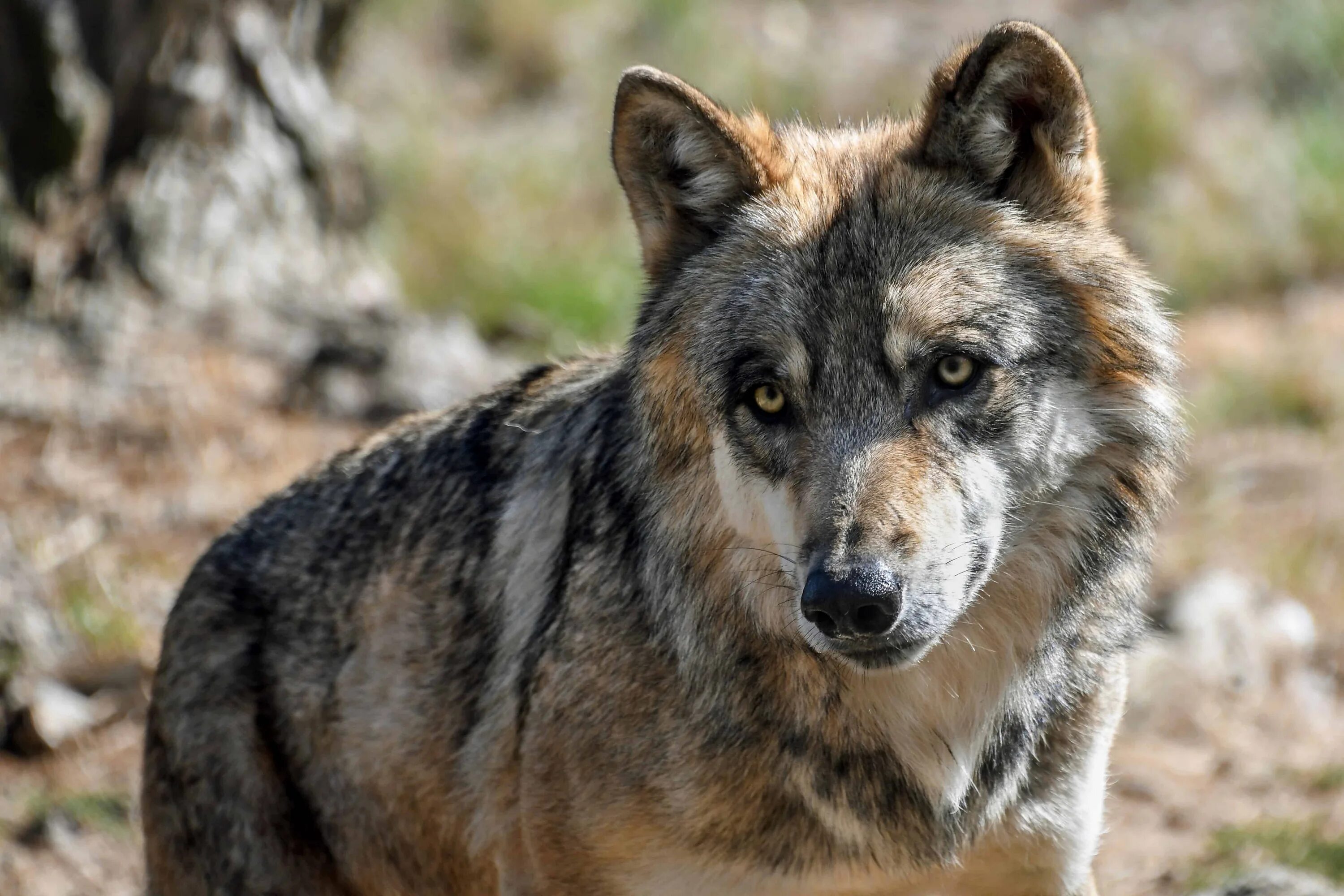 Родина дружелюбного волка. Макензенский волк. Евразийский волк. Тибетский волк. Серый волк хищники.