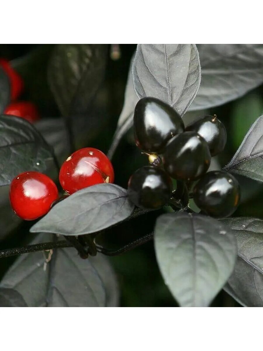Pin on Shrubs