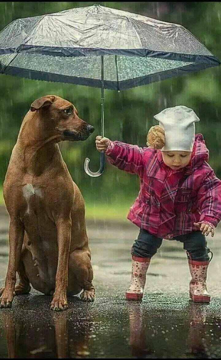 Веселая картинка добро. Собака под дождем. Доброта радость. Собака под зонтом. Животные под дождем.