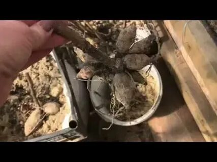 Можно ли хранить георгины в опилках