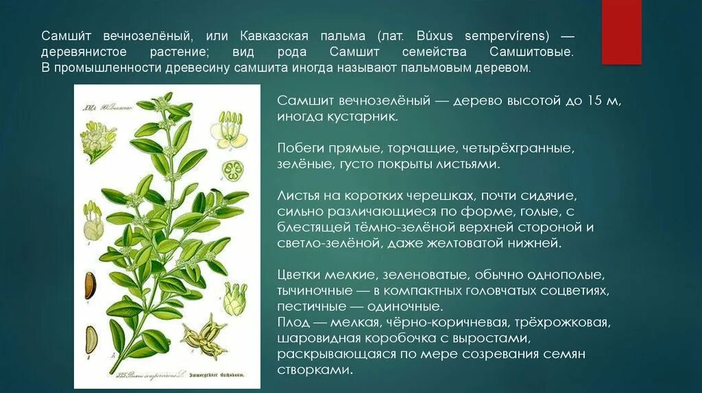 Самшит колхидский (Buxus colchica). Самшит колхидский описание. Растение самшит колхидский описание. Самшит колхидский красная книга.