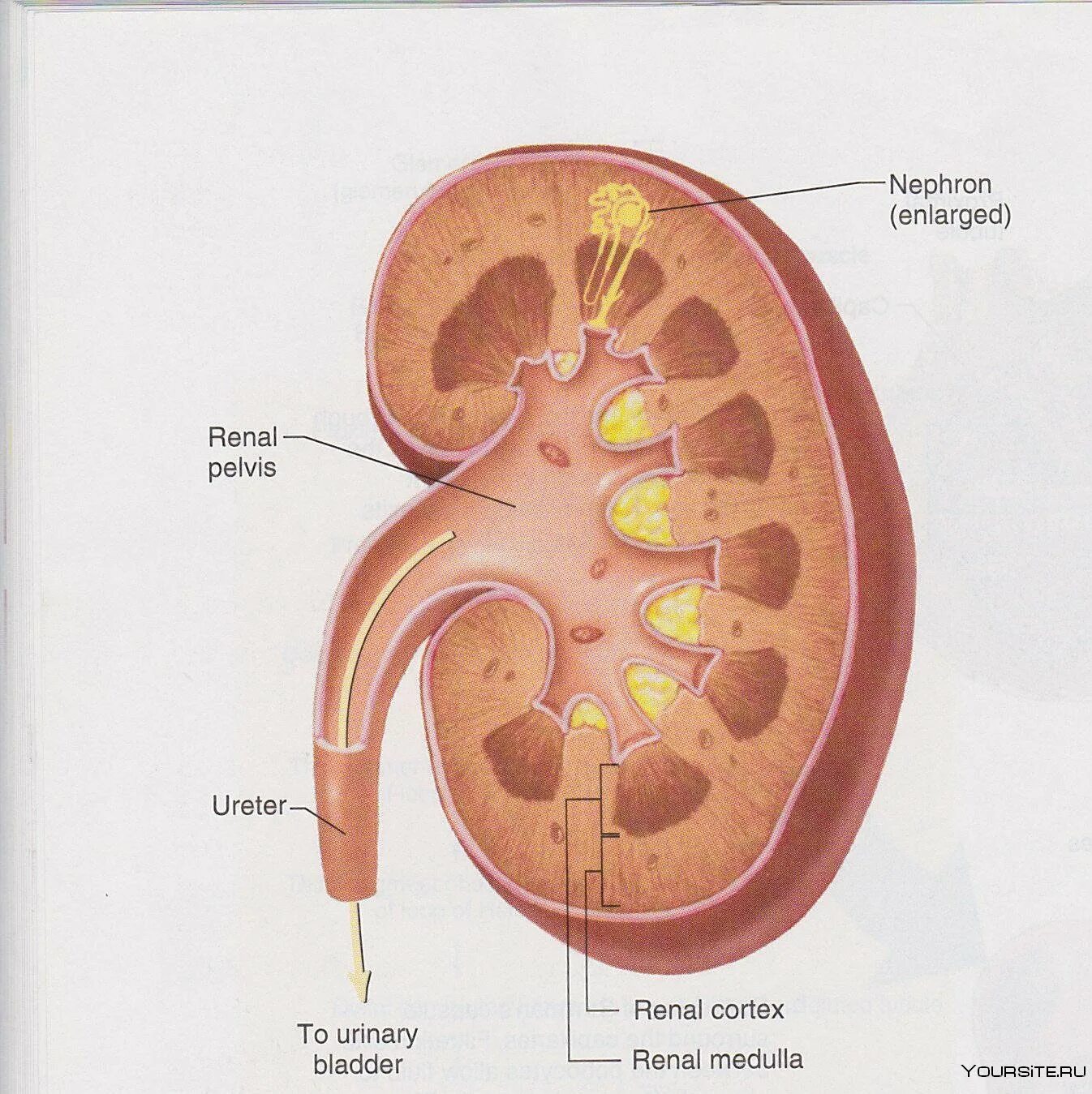 Почечная лоханка рисунок. Строение почки анатомия Синельников. Корковый слой почки строение. Строение среза почки Синельников. Строение почки почечная лоханка.