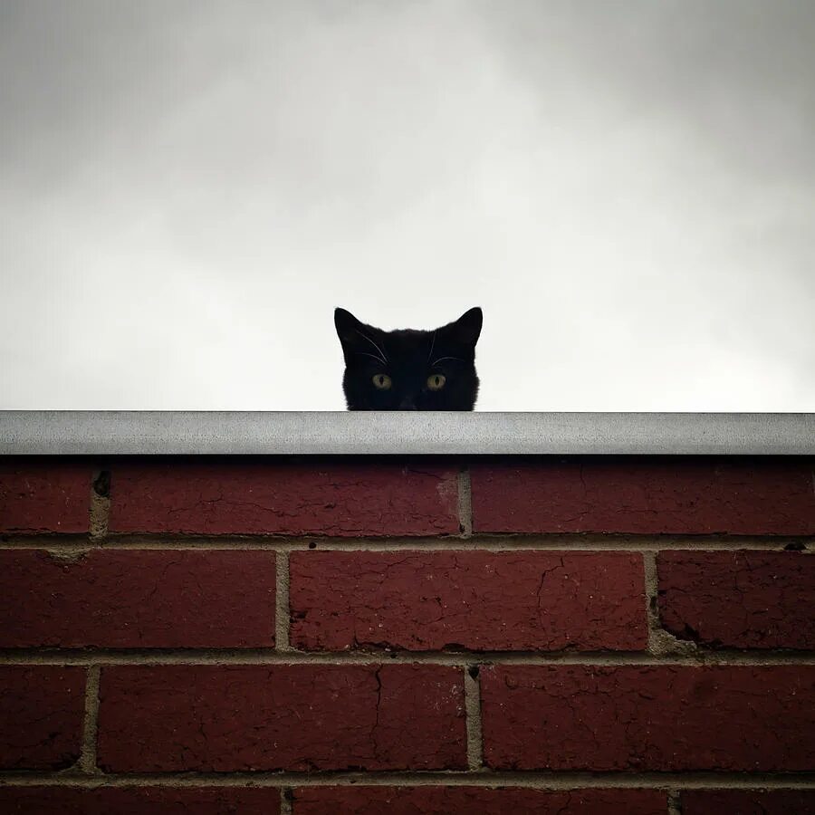 Over cats. Кошка кирпич. Cat behind the Wall. Over the Wall. Falling Bricks with Cats.